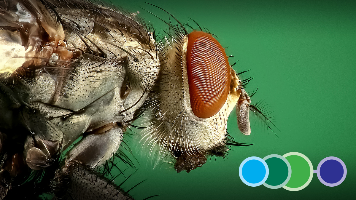 Principles of Pest Identification training programme by British pest Control Assocaition BPCA Principles of Pest Identification training programme by British pest Control Assocaition BPCA
